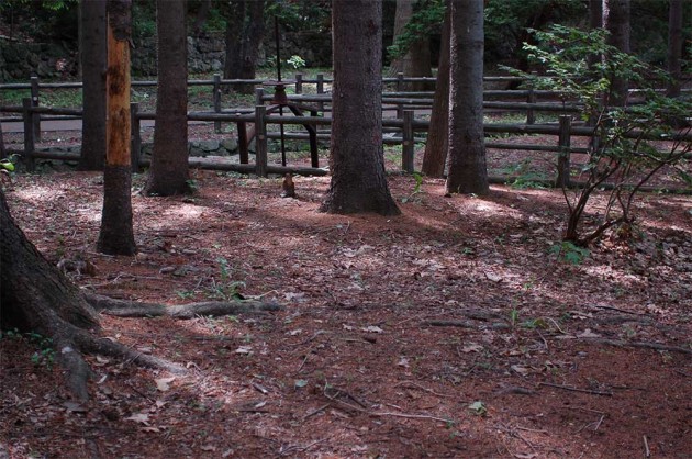 Maruyama park