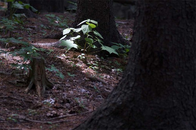 Maruyama park