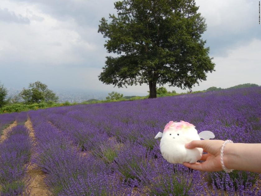 fleemy with a lavender!