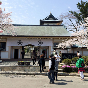 Matsumae and Hakodate announced Sakura Blooming on April 19 and 21, 2015