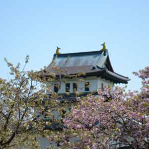 How to enjoy The Sakura Festival in Matsumae town: A Stunning Collaboration of Castles and Cherry Blossoms