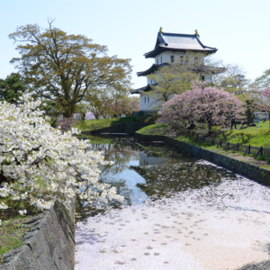 How to enjoy Matsumae-jo seeing Sakura festival in April, The Most Northern Castle in Japan