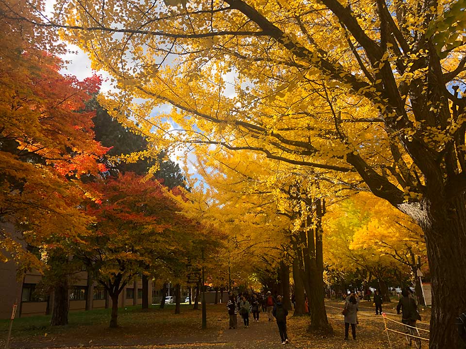 Ginkgo trees in Hokkaido University