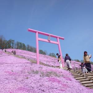 How to walk Higashimokoto Shibazakura Park: A Renowned Spring Destination for Moss Phlox called “Shibazakura”