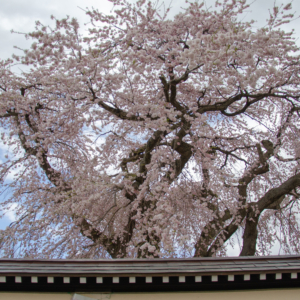 How to enjoy the Hokuto Sakura Corridor, Weeping Cherry Blossom and Cherry Blossom Tunnel at the Site of Matsumae Clan’s Hekirichi-jin’ya in Hokuto City