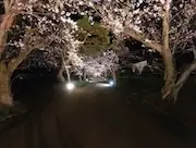 Cherry Blossom Tunnel at the Site of Matsumae Clan’s Hekiri-jin’ya