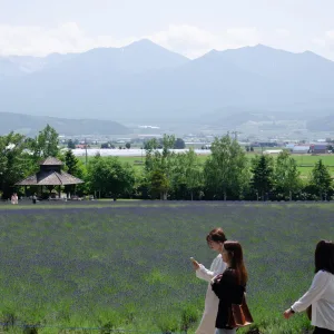 Lavender Blooming Season Starts at Farm Tomita in Nakafurano