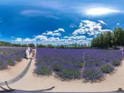 Farm Tomita in Full Lavender Bloom, 3rd July 2022