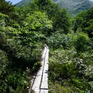 Boardwalk through the flower field with Mt. Annupuri in the background.