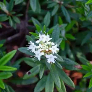 Flowers of the Ledum palustre (Rhododendron subsect. Ledum).