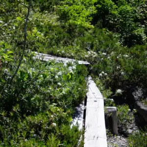 Alpine plants blooming beside the boardwalk.