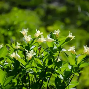 Weigela middendorffiana.