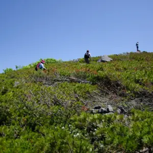 Dense growth of low-lying Japanese stone pine (Pinus pumila).