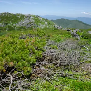 The low-lying Japanese stone pine affected by wind and snow.