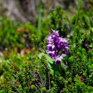 Flowers of the Hesperis matronalis (Dame's rocket).