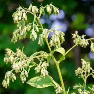 Alpine Plants of Teuri Island