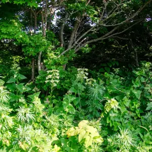 Alpine Plants of Teuri Island