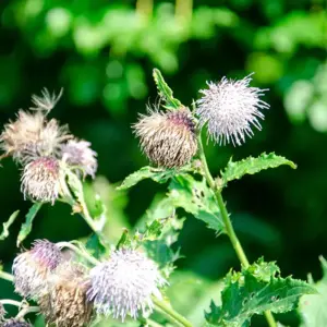 Alpine Plants of Teuri Island