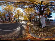 Ginkgo trees in Hokkaido University, 30 October 2021